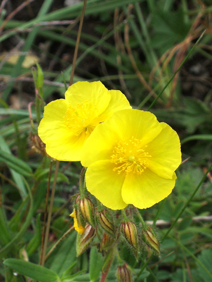 Fiori gialli - Helianthemum sp.